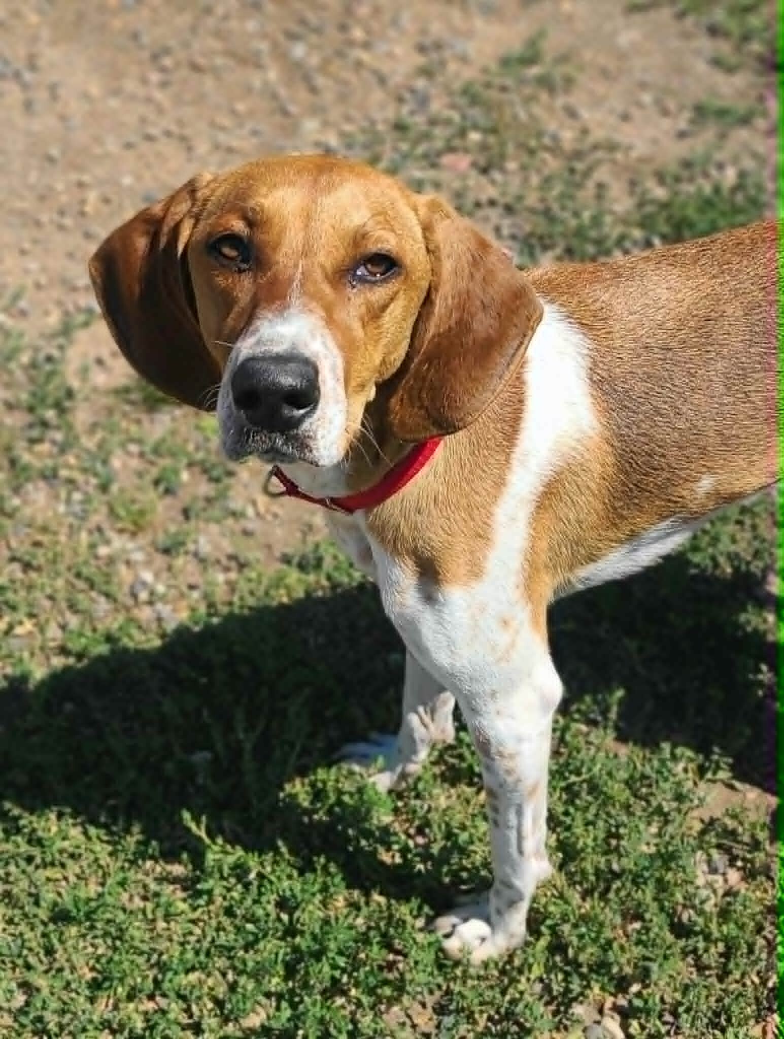 Picture of the Animal Listed
